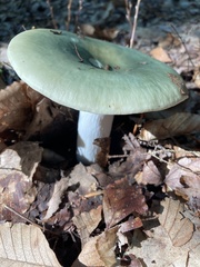 Russula crustosa