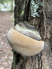 Phellinus igniarius