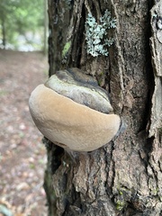 Phellinus igniarius
