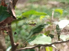 Cyrtophora cicatrosa