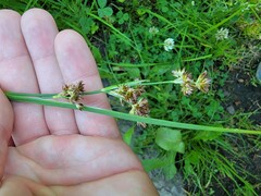 Juncaceae