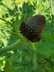 Rudbeckia occidentalis
