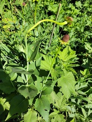 Rudbeckia occidentalis