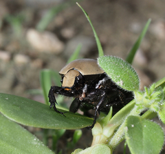 Hologymnetis cinerea