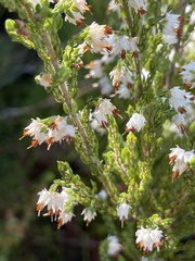 Erica lehmannii