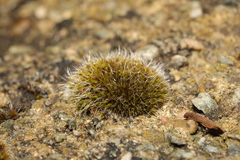 Grimmia pulvinata