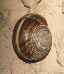 Helix lucorum