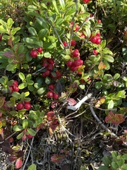 Vaccinium vitis-idaea