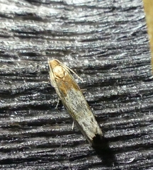Eucosma cana