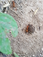 Camponotus hannani