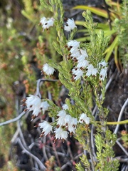 Erica lehmannii