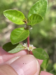 Alternanthera sessilis