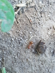 Camponotus hannani