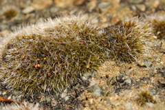 Grimmia pulvinata