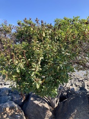 Myoporum laetum