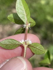 Alternanthera sessilis