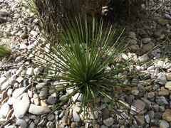 Yucca queretaroensis