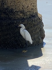 Egretta thula