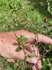 Alternanthera sessilis