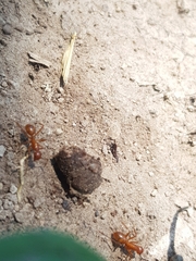 Camponotus hannani
