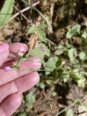 Centaurium erythraea