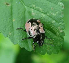 Calligrapha aeneopicta