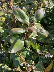 Myoporum laetum