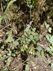Centaurium erythraea