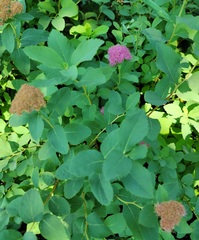 Spiraea splendens