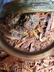 Tubifera ferruginosa