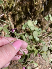 Centaurium erythraea