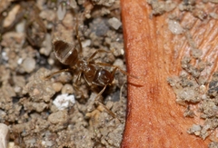 Lasius alienus