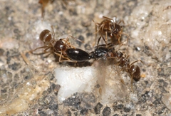 Lasius alienus