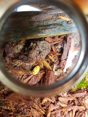 Tubifera ferruginosa