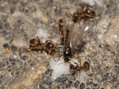 Lasius alienus