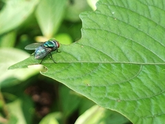 Lucilia coeruleiviridis