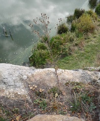 Centaurea stoebe stoebe