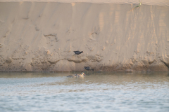 Gallinula chloropus meridionalis