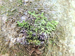 Frullania dilatata