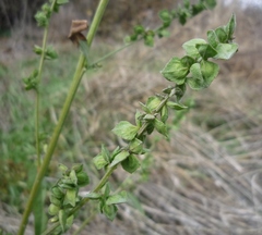 Atriplex patula