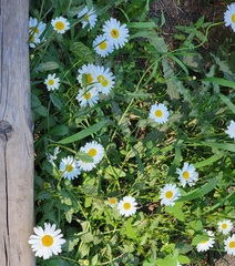 Leucanthemum