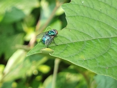 Lucilia coeruleiviridis