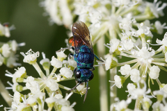 Chrysis inaequalis
