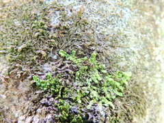 Frullania dilatata