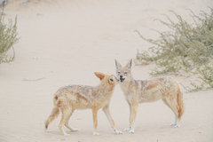 Lupulella mesomelas mesomelas