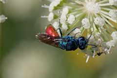 Chrysis inaequalis