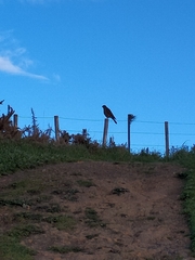 Falco novaeseelandiae