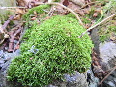 Amblystegium serpens