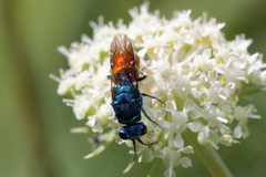 Chrysis inaequalis