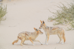 Lupulella mesomelas mesomelas